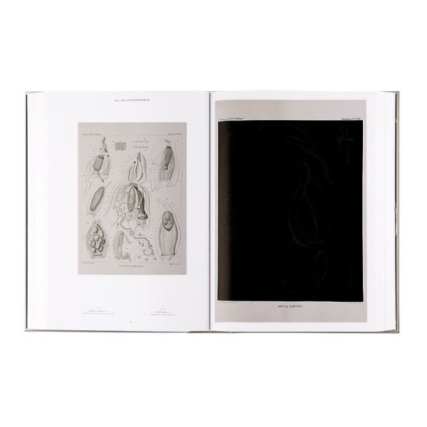  TASCHEN The Art and Science of Ernst Haeckel, XXL 231911M618010